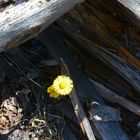 neues-leben flowerpower