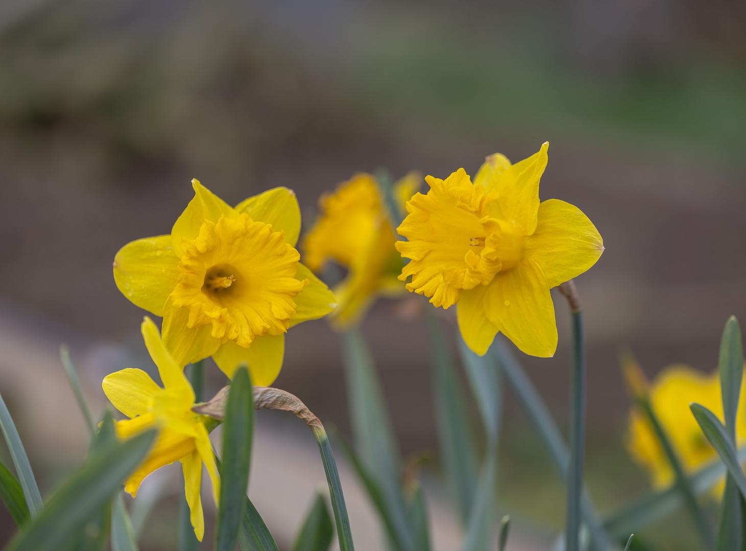 neues Leben im Garten