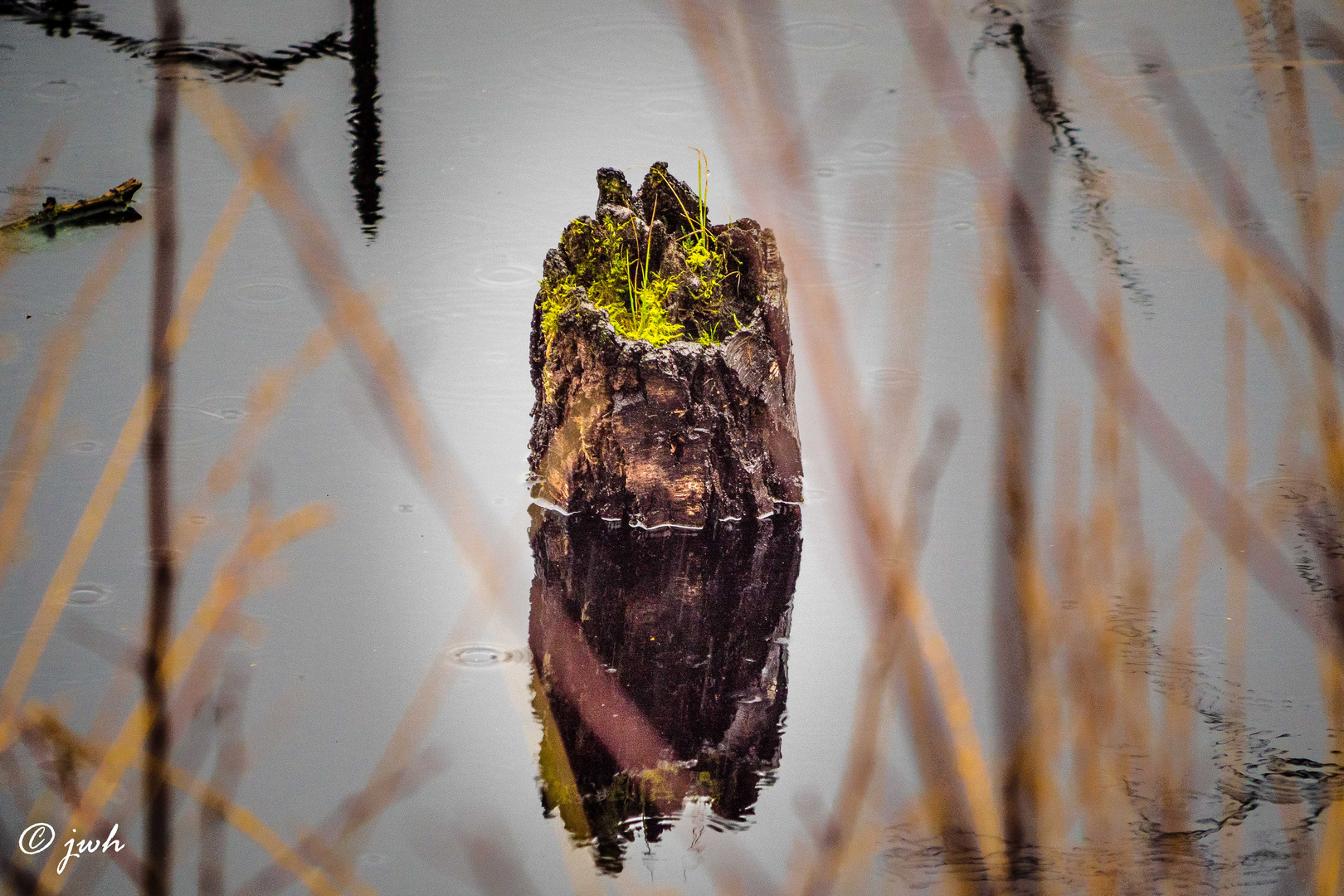 Neues Leben im Moor