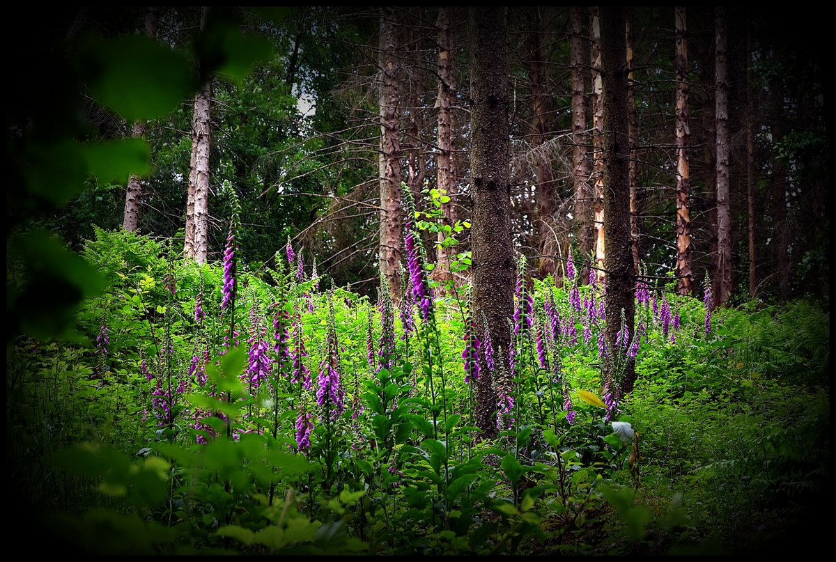 ... Neues Leben im Wald ...