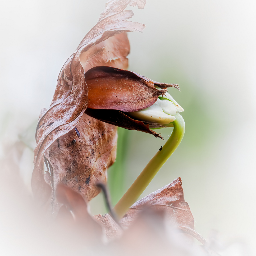 Neues Leben im Wald