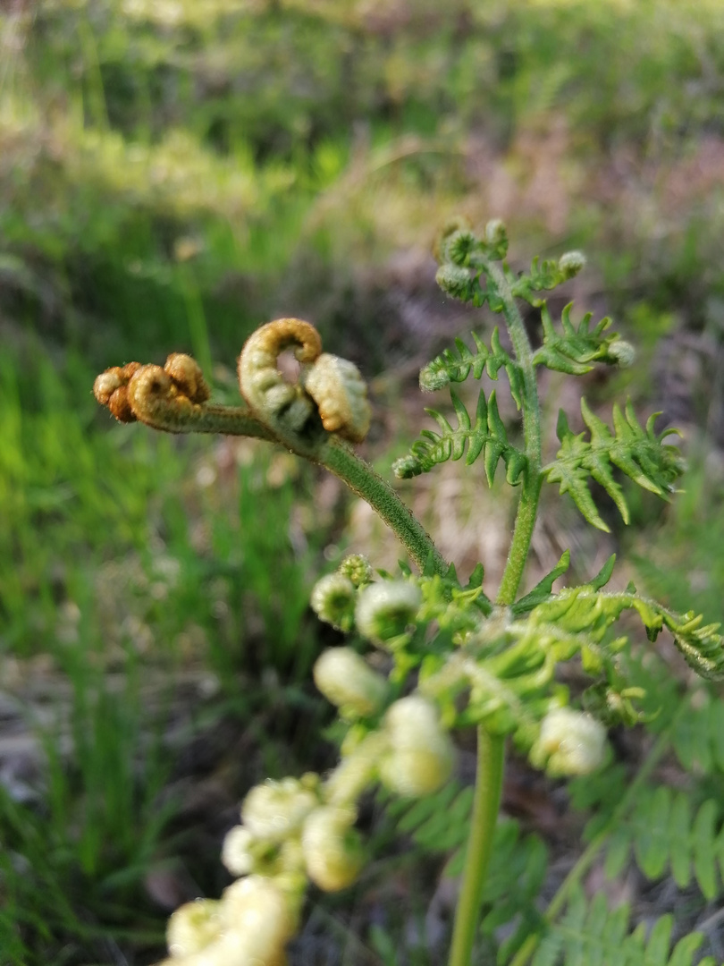 Neues Leben im Wald 