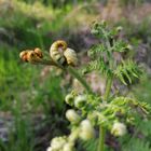 Neues Leben im Wald 