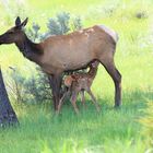 Neues Leben im Yellowstone NP