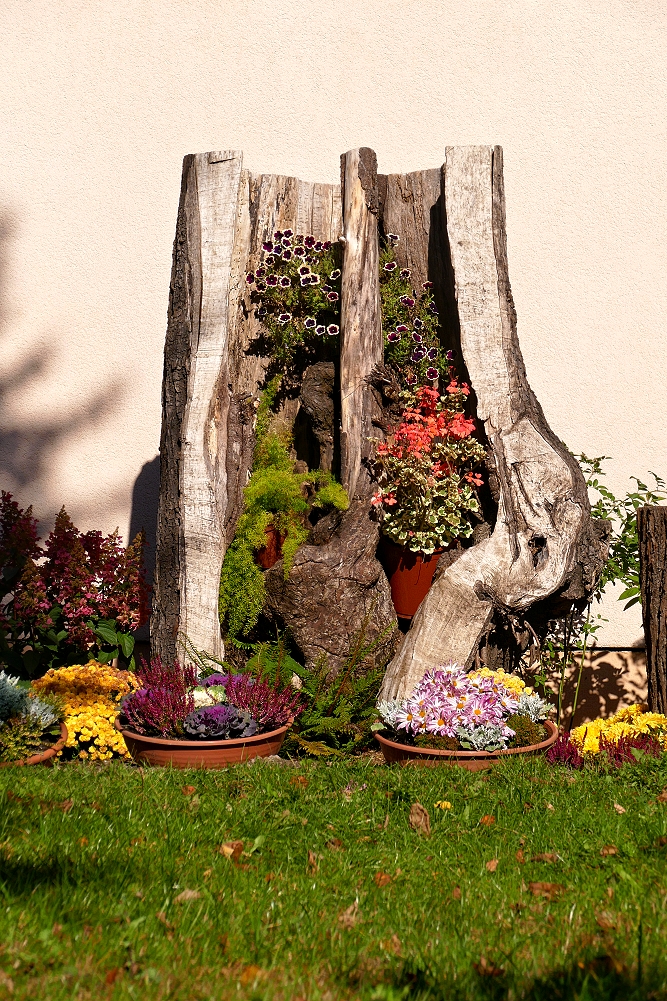 Neues Leben in altem Baum