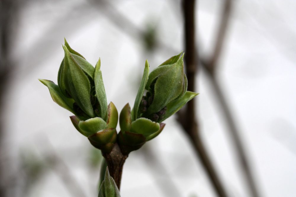 Neues Leben in der Natur