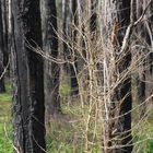 Neues Leben nach Waldbrand in Shimba Hills - Kenya