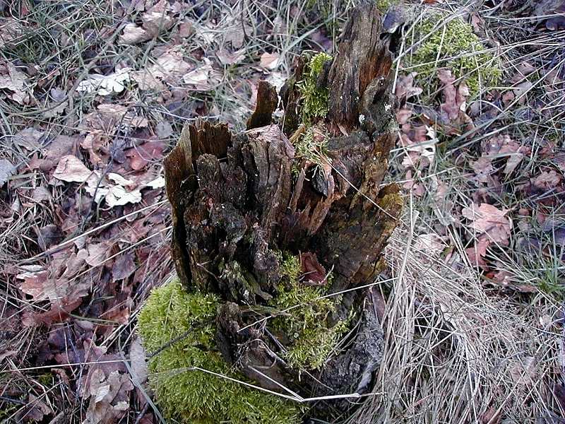 neues Leben,-oder die Kraft eines "toten" Baumes...