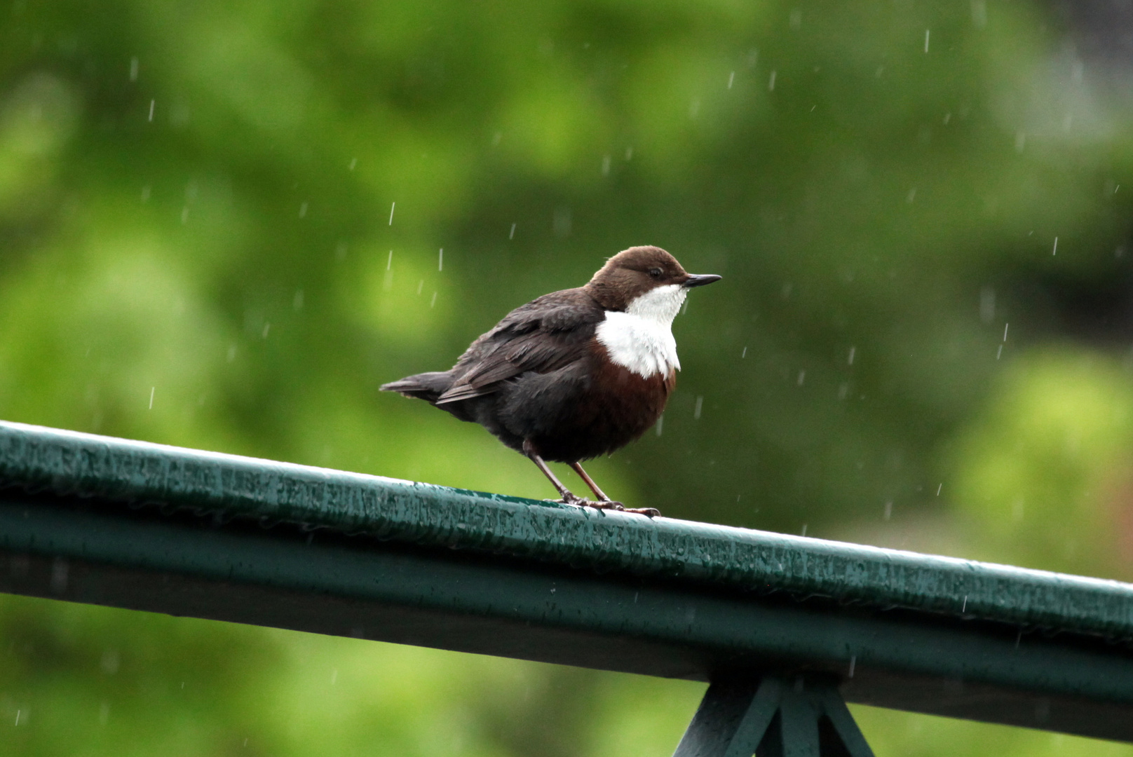 neues ( nasses ) von der Wasseramsel