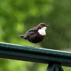 neues ( nasses ) von der Wasseramsel