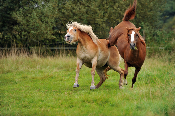 Neues Pferd auf der Weide