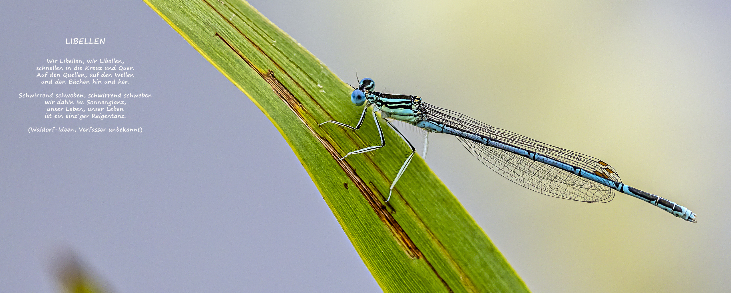 Neues Quiz: BLAUE FEDERLIBELLE, Männchen  (??)