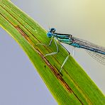 Neues Quiz: BLAUE FEDERLIBELLE, Männchen  (??)