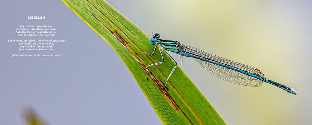 Neues Quiz: BLAUE FEDERLIBELLE, Männchen  (??)