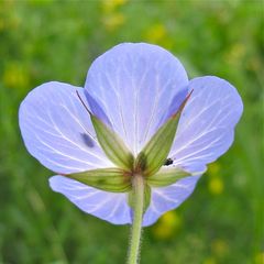 Neues Rätsel 7: "DIE BLAUE BLUME" oder "KUCKUCK !"