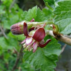 NEUES RÄTSEL: Die Blüte einer essbaren Frucht . . .