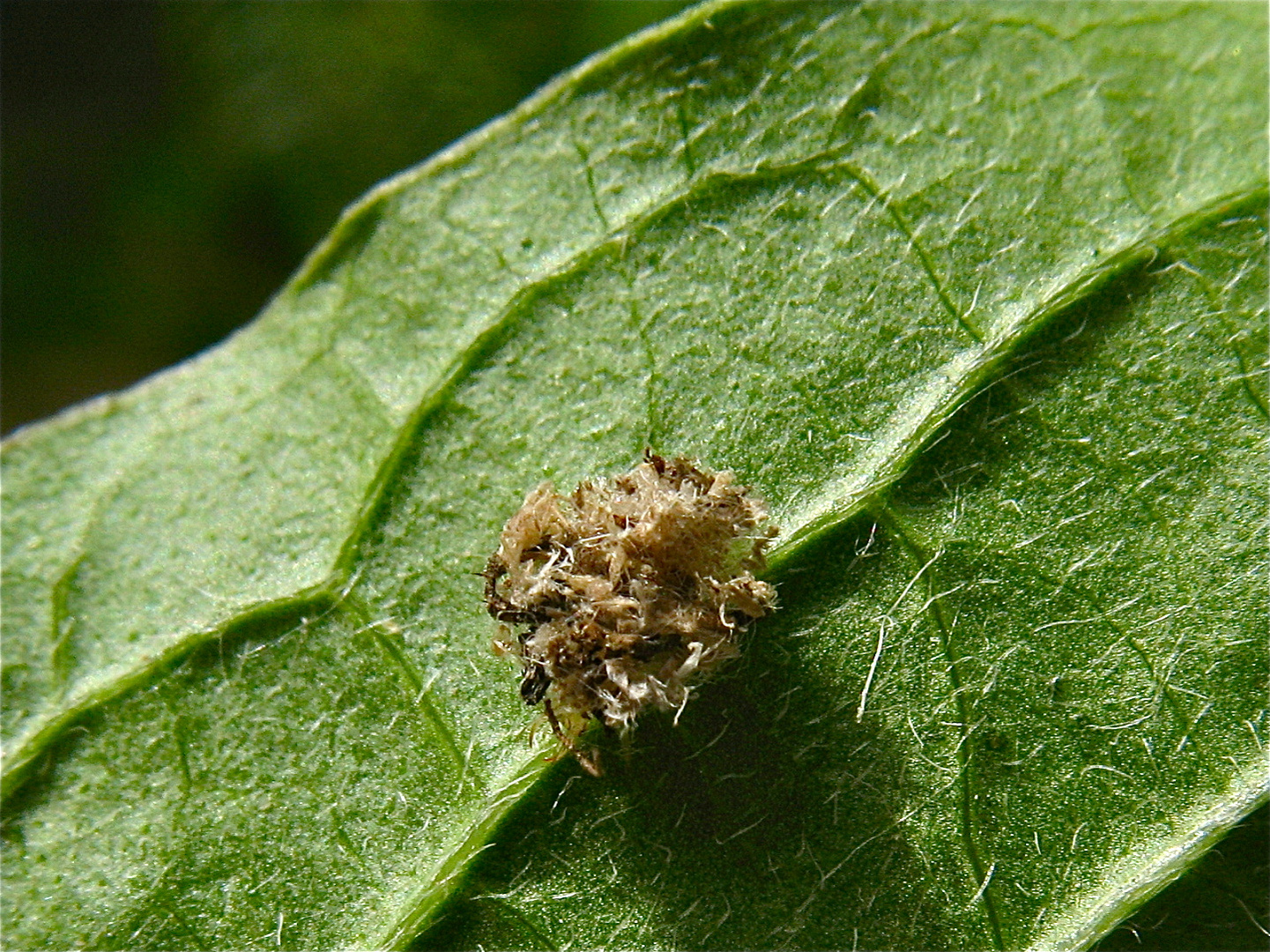 NEUES RÄTSEL ! Dieser etwa 3 mm große Abfallhaufen konnte doch tatsächlich laufen!