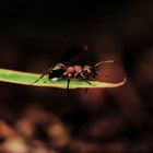 neues vom Ameisenhügel