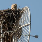 Neues vom Antennenhorst (19.3.2010) A