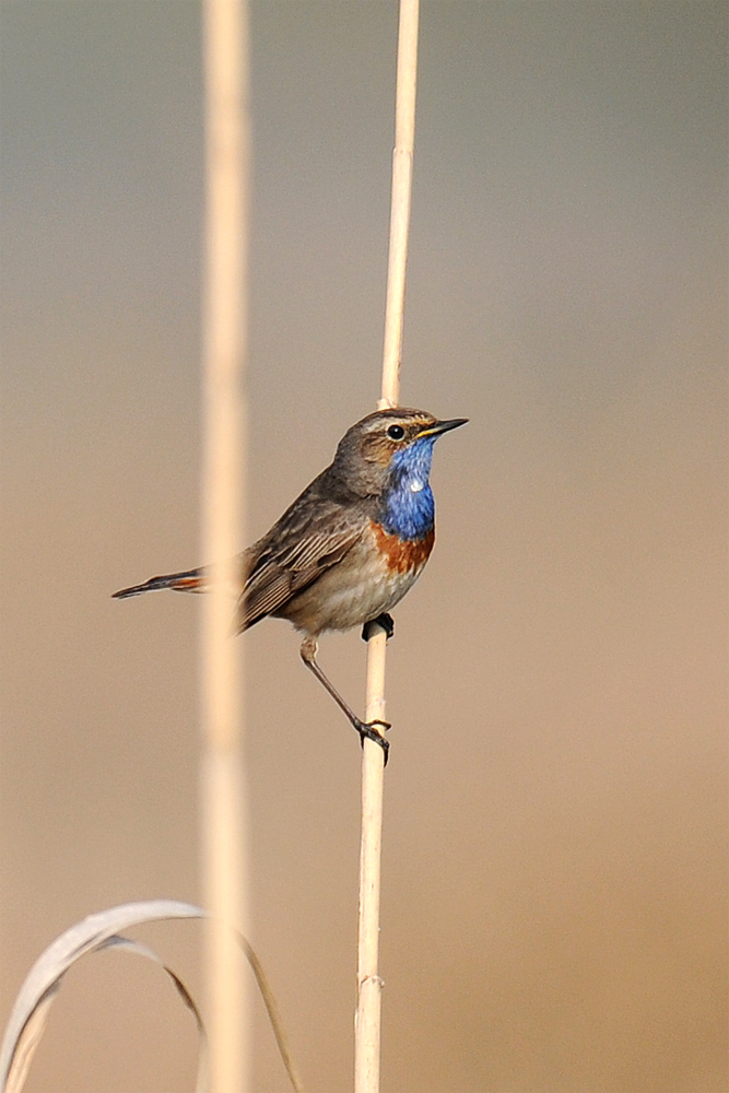 Neues vom Blaukehlchen