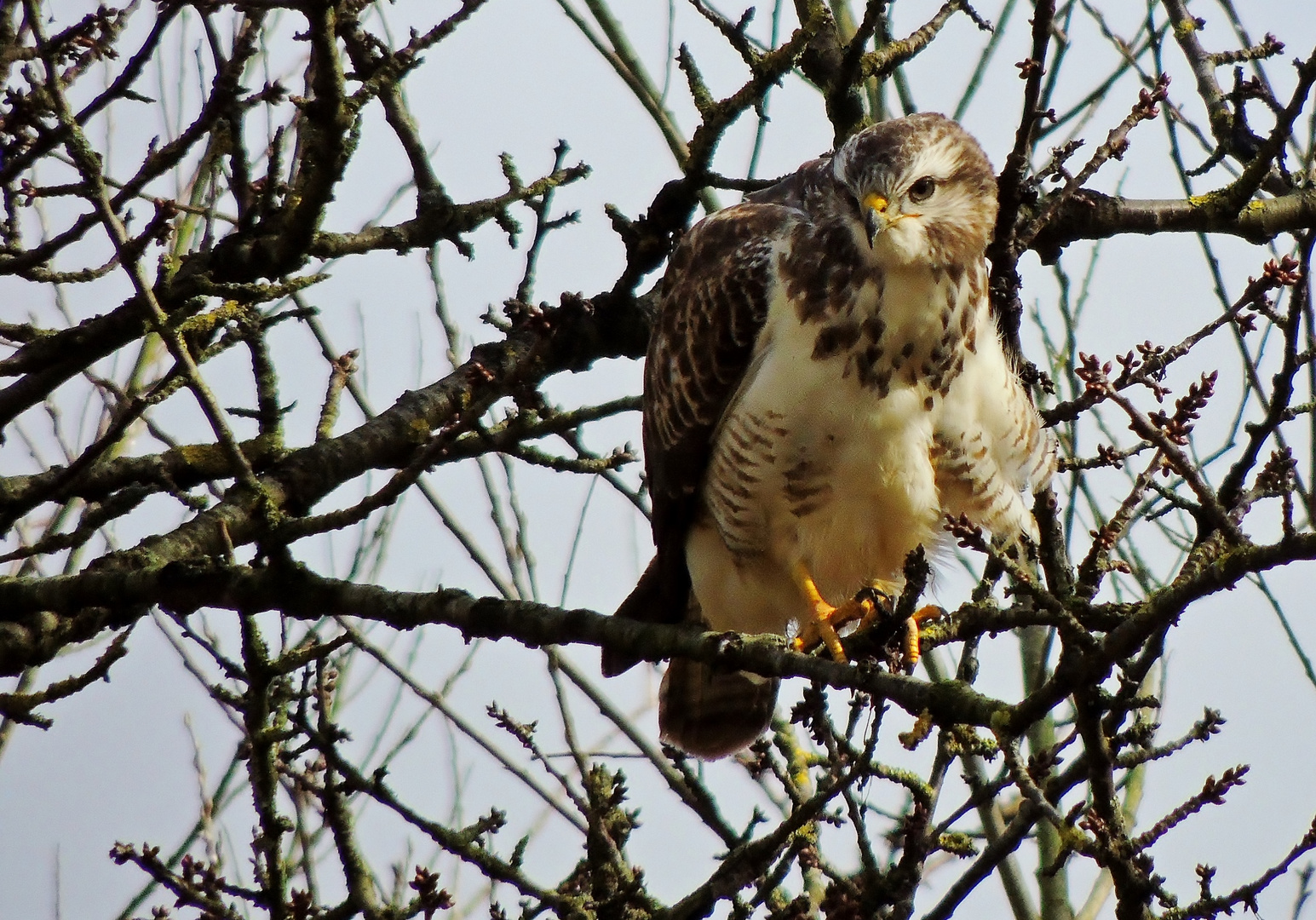 Neues vom Bussard