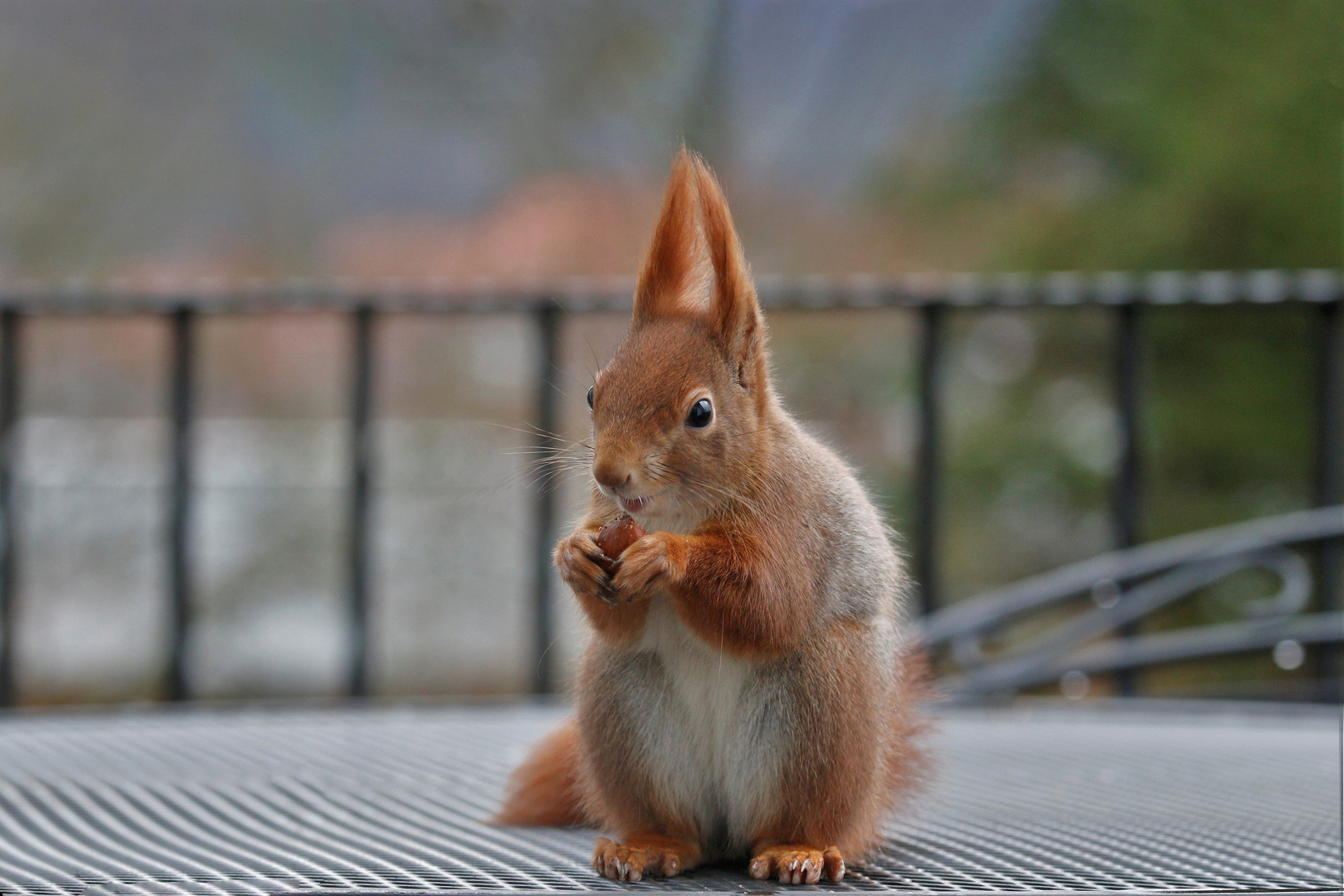 Neues vom Eichhörnchen