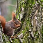 Neues vom Eichhörnchen