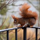 Neues vom Eichhörnchen