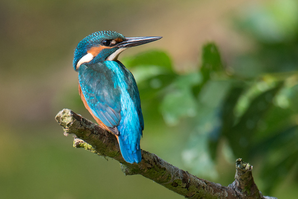 Neues vom Eisvogel