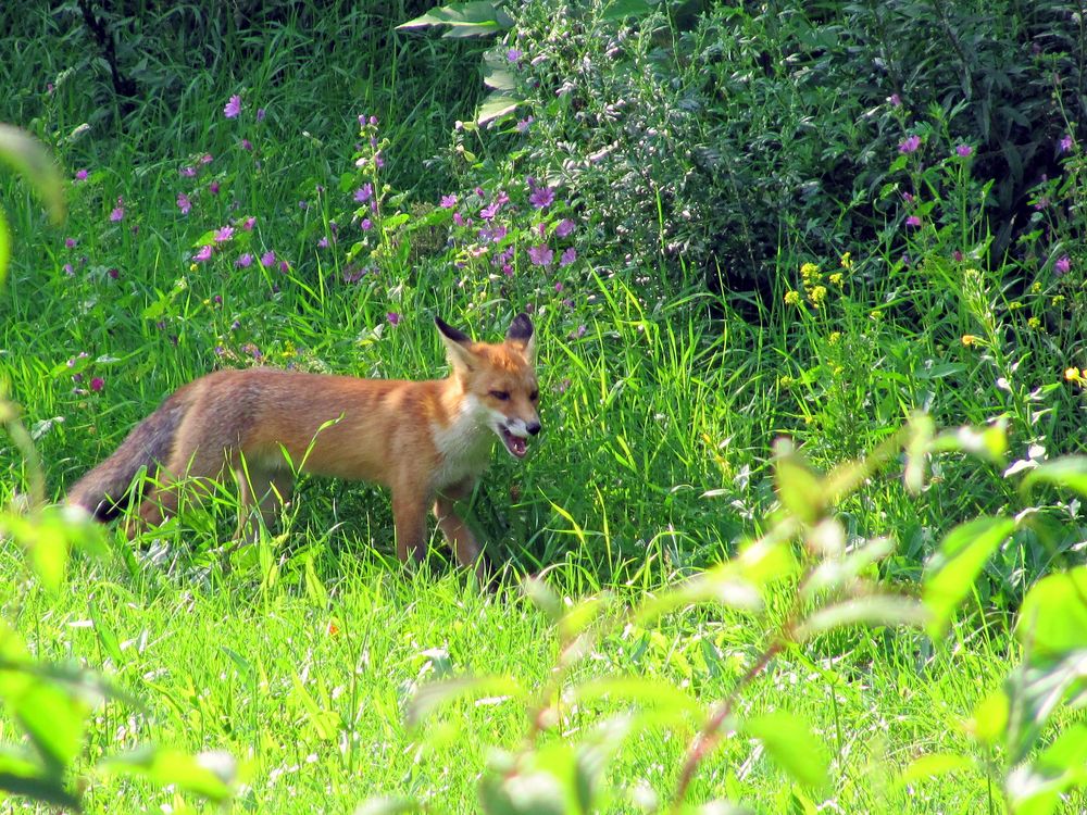 Neues vom Fuchs