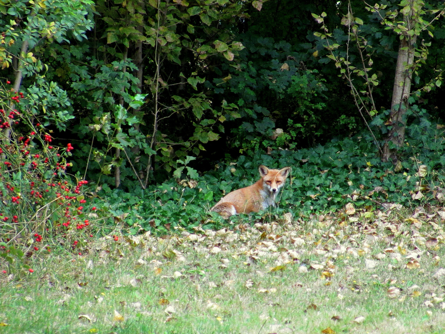 Neues vom Fuchs