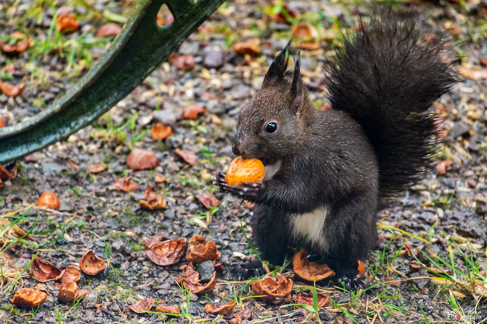 Neues vom (Ge)Nussgourmet