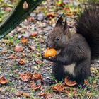 Neues vom (Ge)Nussgourmet