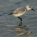 Neues vom Sanderling -