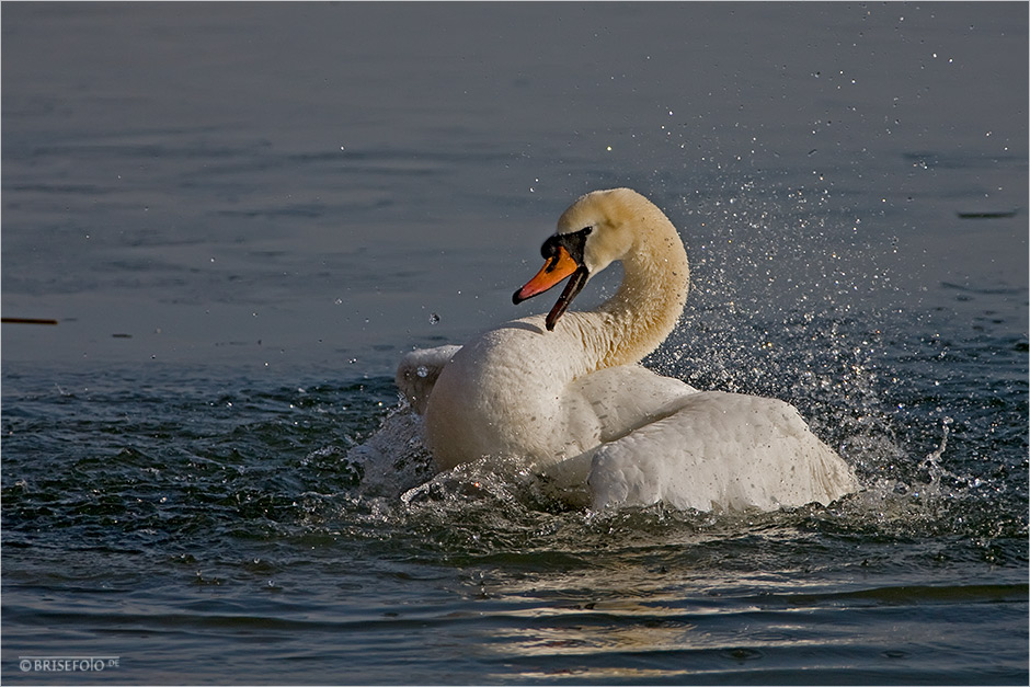 Neues vom Schwanensee :-)