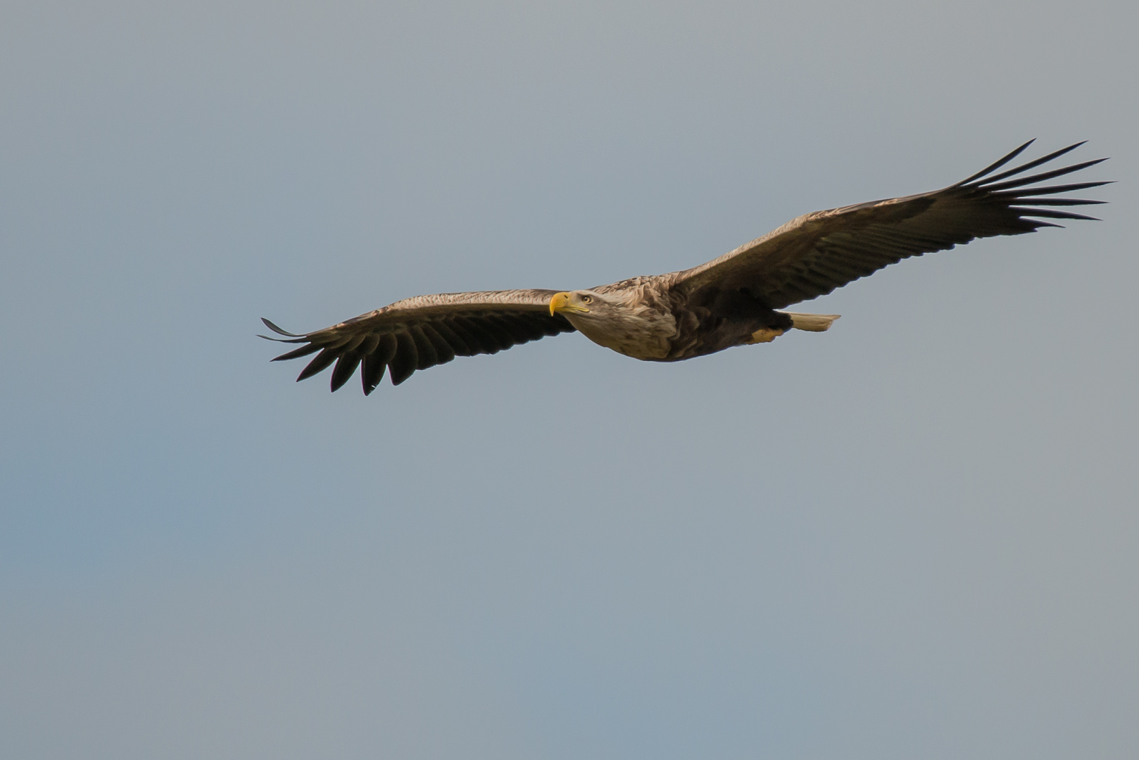 Neues vom Seeadler