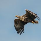 Neues vom Seeadler (2)