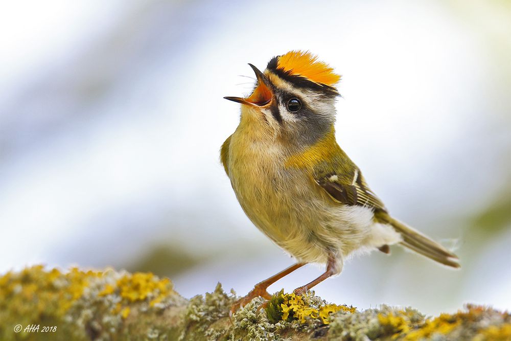 Neues vom Sommergoldhähnchen