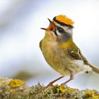 Neues vom Sommergoldhähnchen