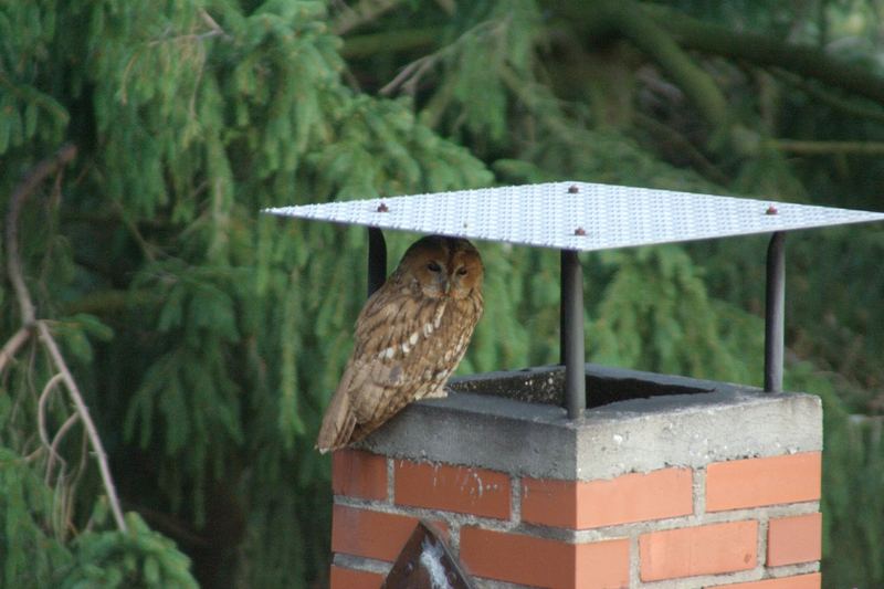 Neues vom Waldkauz 2