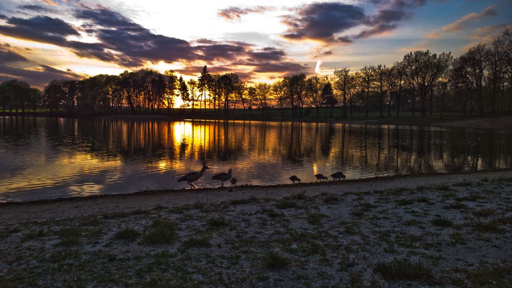 Neues von den Nilgänsen...(HandyRAWfoto)