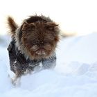 Neues von der Schneehasser - Gang Teil II