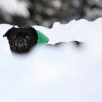 Neues von der Schneehasser - Gang Teil III