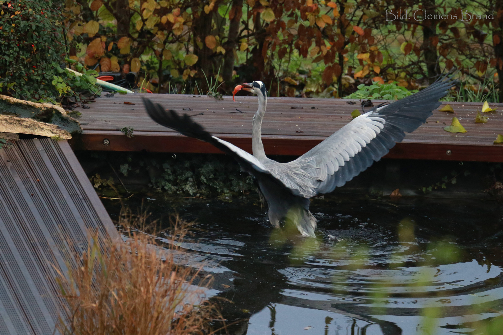 Neues von Fischers Fritz... 