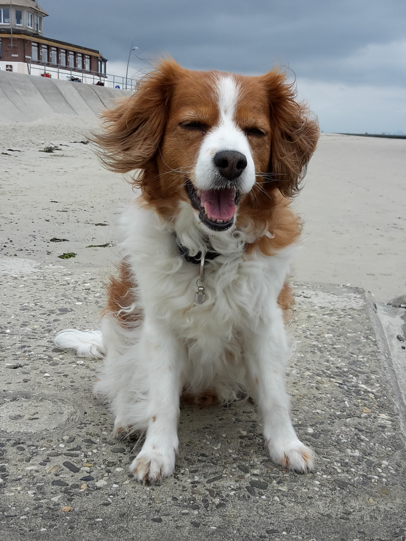 Neues von Kooikerhondje Josie