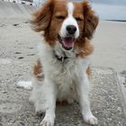 Neues von Kooikerhondje Josie