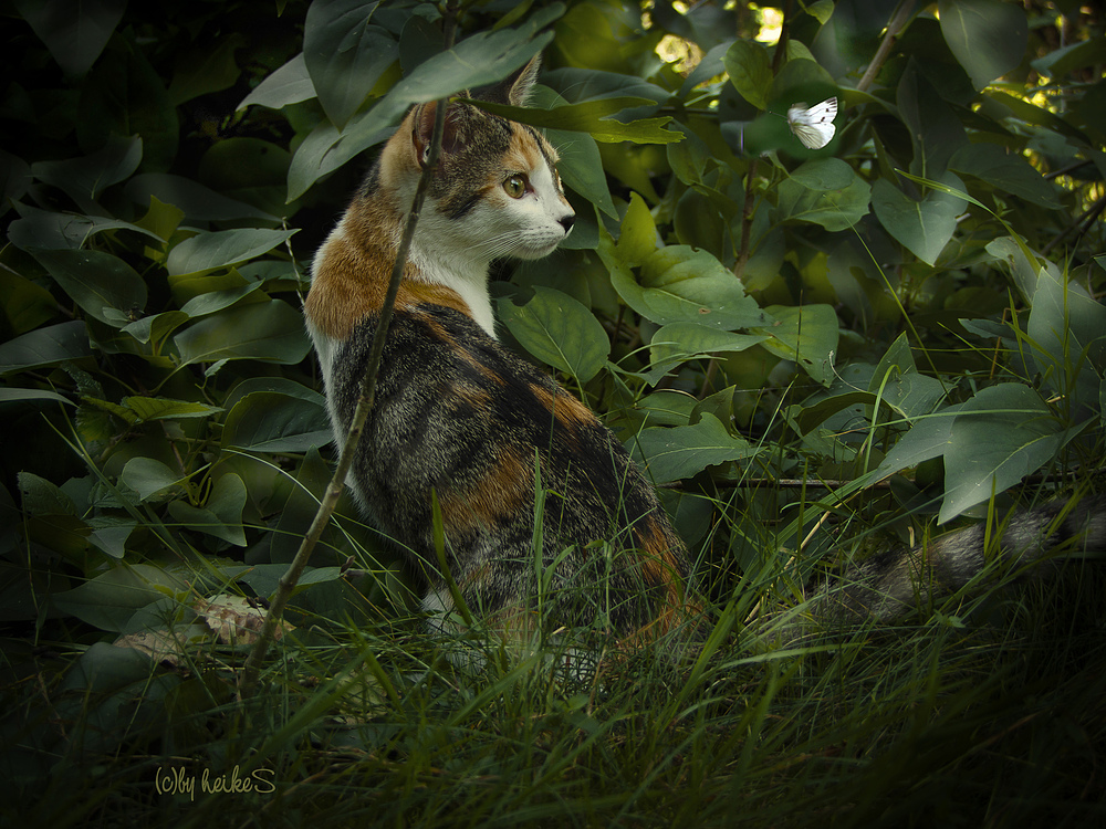 NEUES VON LUCIE oder LUCIE IM ZAUBERGARTEN