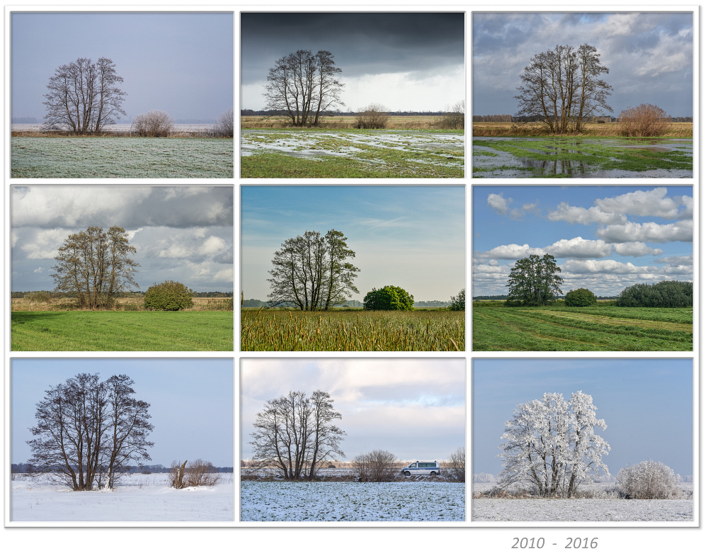 Neues von meinem Freund, dem Baum