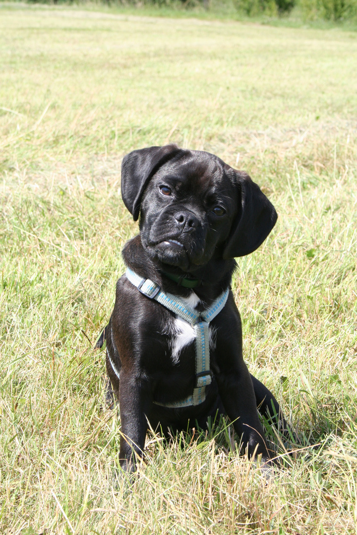 Neues von meinem kleinen Puggle