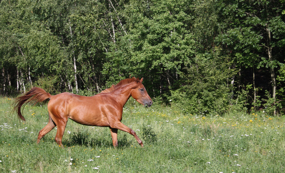 Neues von Raja Ameera